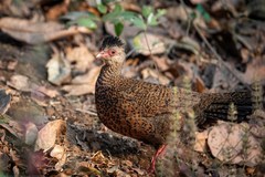 Galloperdix spadicea