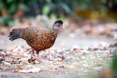 Galloperdix spadicea