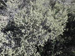 Diospyros austro-africana