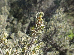 Diospyros austro-africana