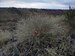 Ceratocarpus arenarius