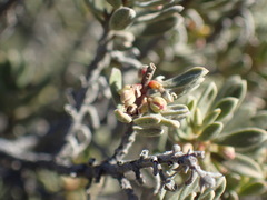 Diospyros austro-africana