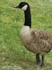 Branta canadensis