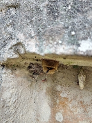 Friesella schrottkyi