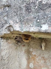 Friesella schrottkyi