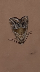 Lepidoptera