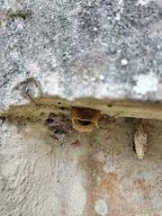 Friesella schrottkyi