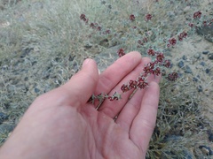 Pyankovia brachiata