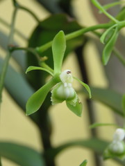 Epidendrum isthmi