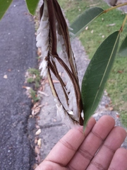 Tabebuia heterophylla