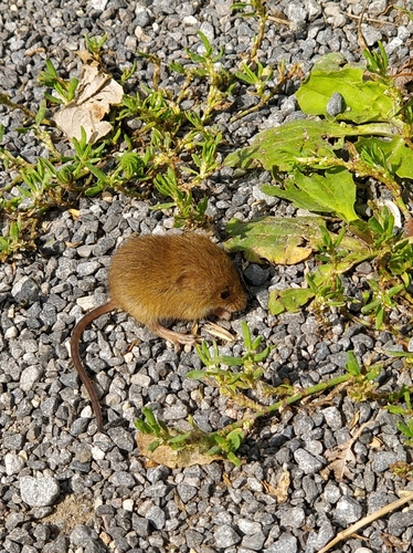 カヤネズミ