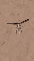 Pterophorinae
