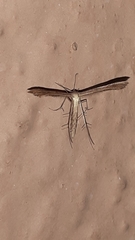 Pterophorinae