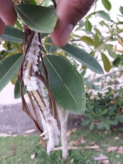 Tabebuia heterophylla