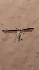 Pterophorinae