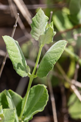 Mandevilla macrosiphon