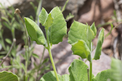 Mandevilla macrosiphon