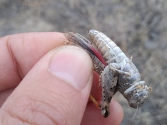 Calliptamus barbarus barbarus