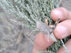Calliptamus barbarus barbarus
