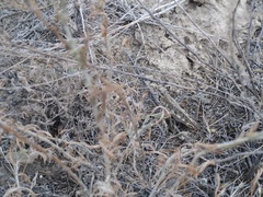 Calliptamus barbarus barbarus