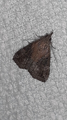 Lepidoptera