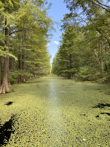 Giant Salvinia