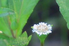 Eclipta prostrata image