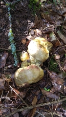 Butyriboletus appendiculatus