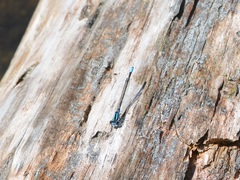 Enallagma geminatum