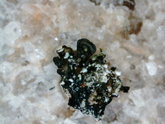 Parmelina tiliacea