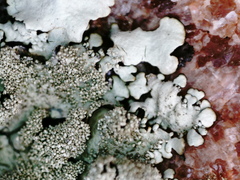 Parmelina tiliacea