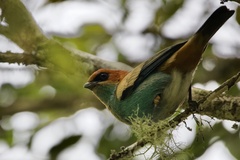 Stilpnia peruviana