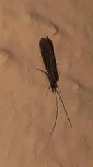 Trichoptera