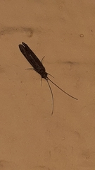 Trichoptera