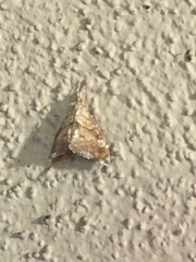 Scybalistodes periculosalis