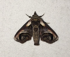 Paectes oculatrix