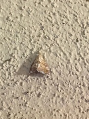 Scybalistodes periculosalis