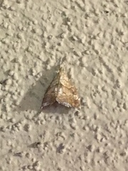 Scybalistodes periculosalis