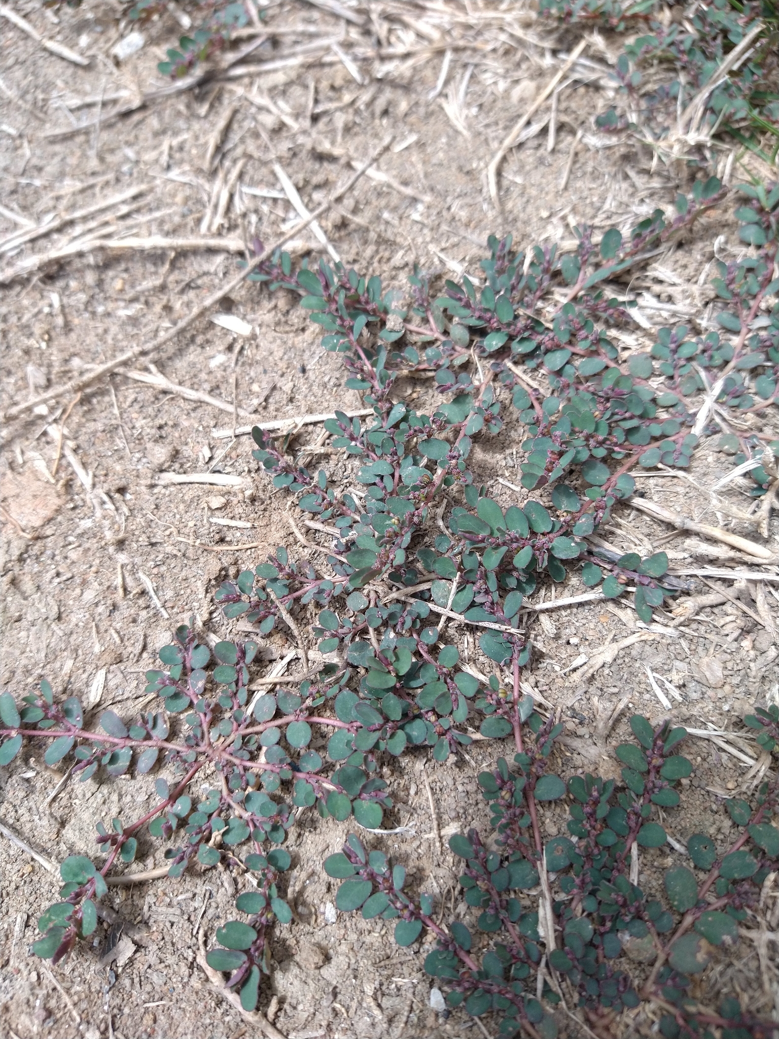 Euphorbia prostrata