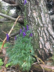 Aconitum tauricum