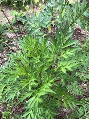 Cosmos sulphureus