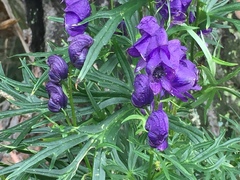 Aconitum tauricum