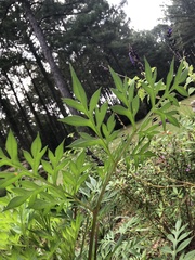 Cosmos sulphureus