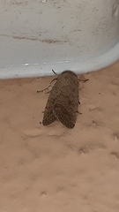 Lepidoptera
