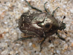 Protaetia famelica