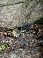 Cephalaeschna patrorum