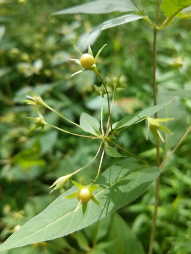 Lysimachia ciliata