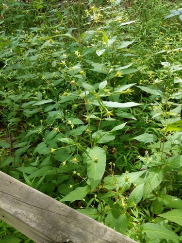 Lysimachia ciliata