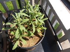 Asteriscus graveolens