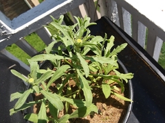 Asteriscus graveolens